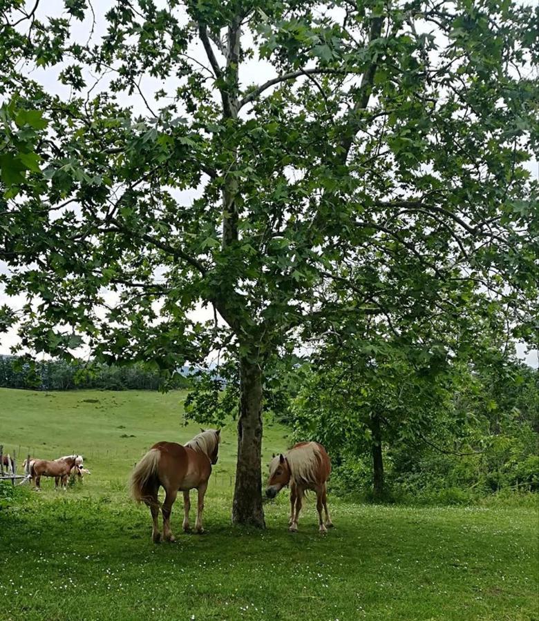 Monte Termine Country House Rioveggio エクステリア 写真